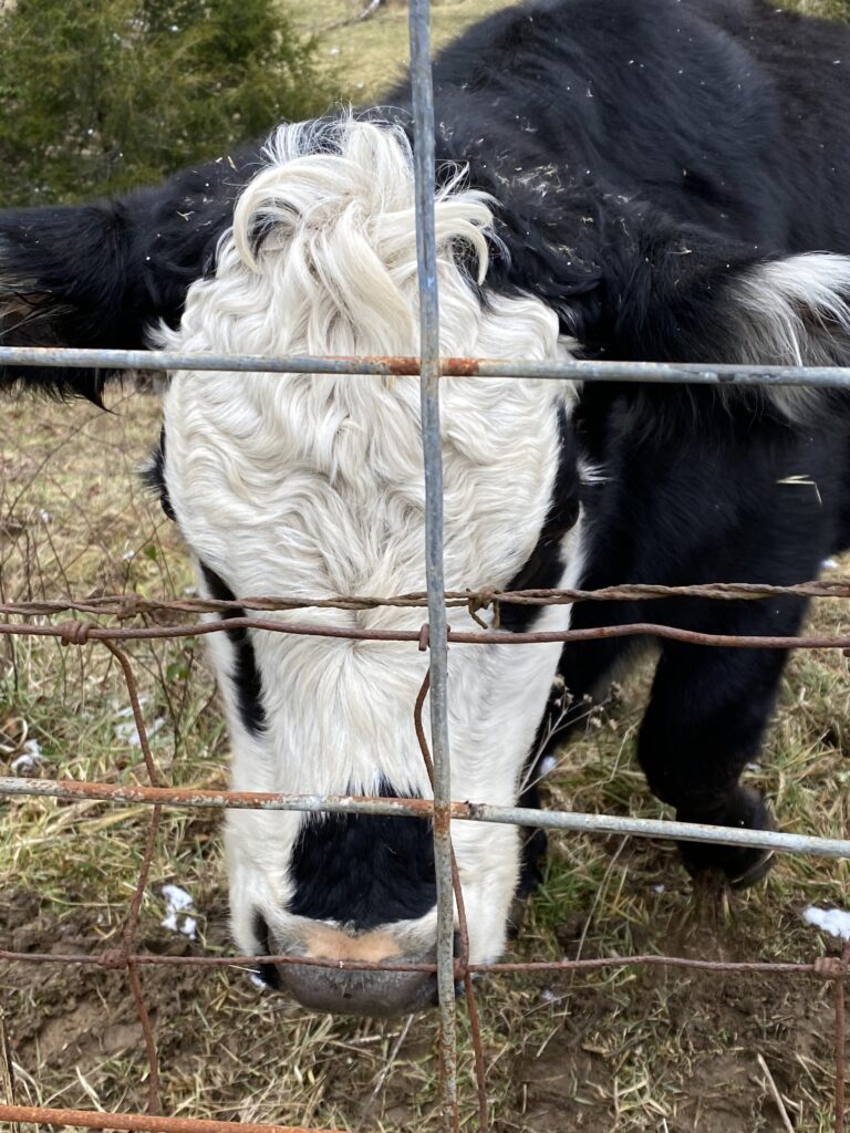 a black and white cow standing in a pasture behind a wire fence