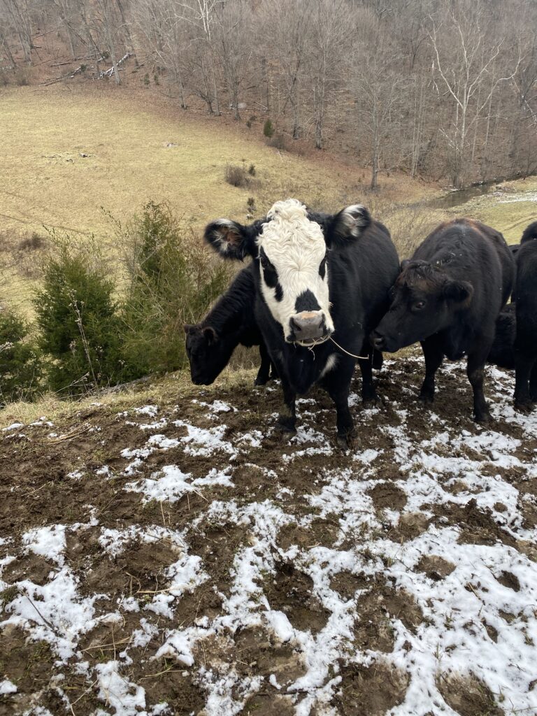 several black and white cows standing in a snowy pasture, one cow chewing on a piece of hay
